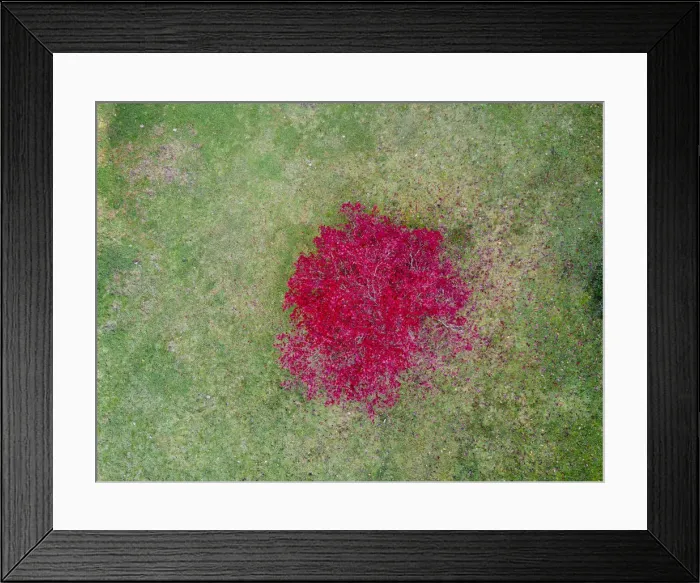 Framed Print : Aerial view of a pink tree Framed Print : Aerial view of a pink tree