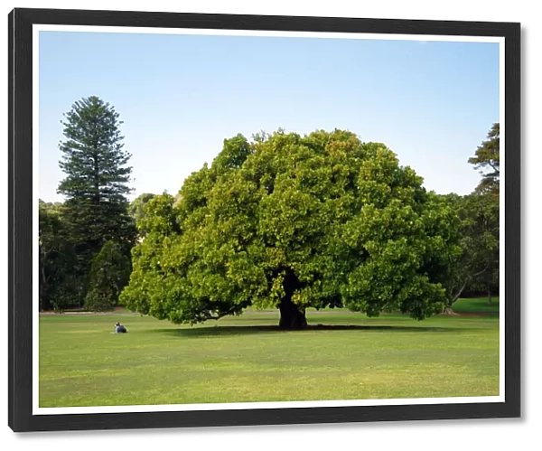 Royal Botanic Garden, Sydney, New South Wales, Australia