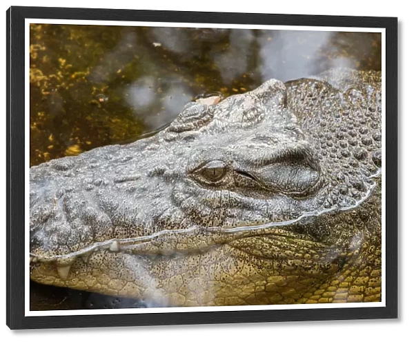 Crocodile. Large crocodile partly submerged in water