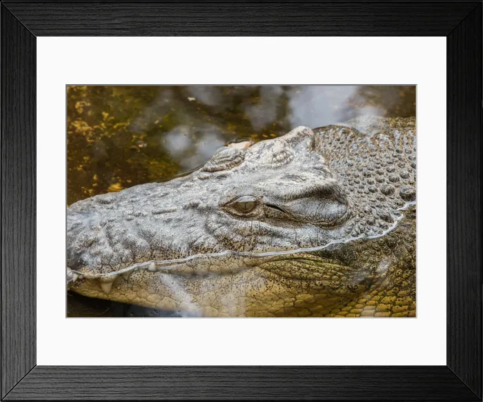 Framed Print : Crocodile. Large crocodile partly submerged in water