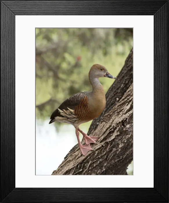 Framed Print : Whistling Duck