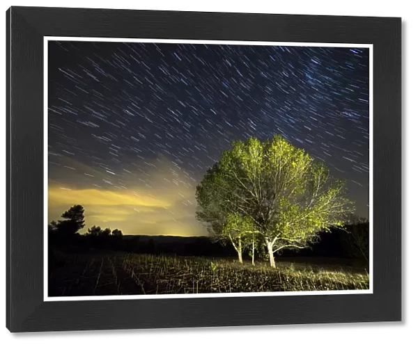 Small group of trees with colorful leaves under a night sky of stars moving