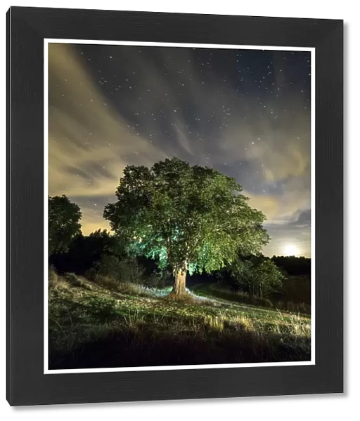Celtis australis tree, over 100 years in the field illuminated by the light of the moon and a starry sky