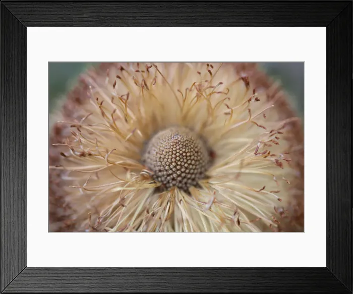 Framed Print : Banksia. A close up of a beautiful wildflower