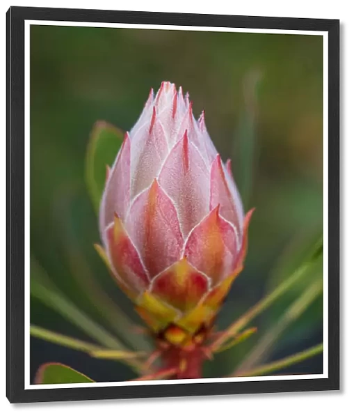 Pink and Yellow Protea Bud Against a Natural Background