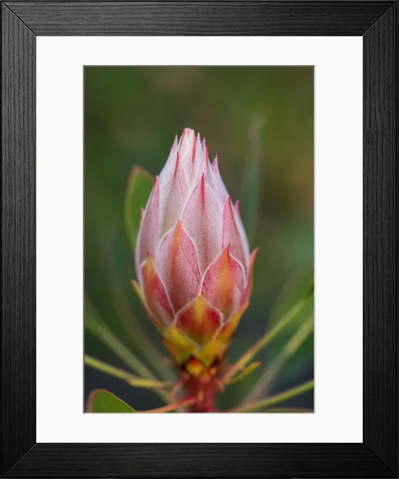 Framed Print : Pink and Yellow Protea Bud Against a Natural Background Framed Print : Pink and Yellow Protea Bud Against a Natural Background