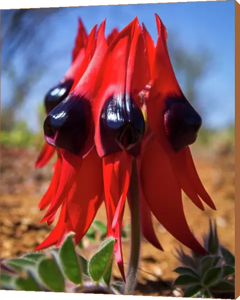 Red Sturts Desert Pea (Swainsona formosa) flower