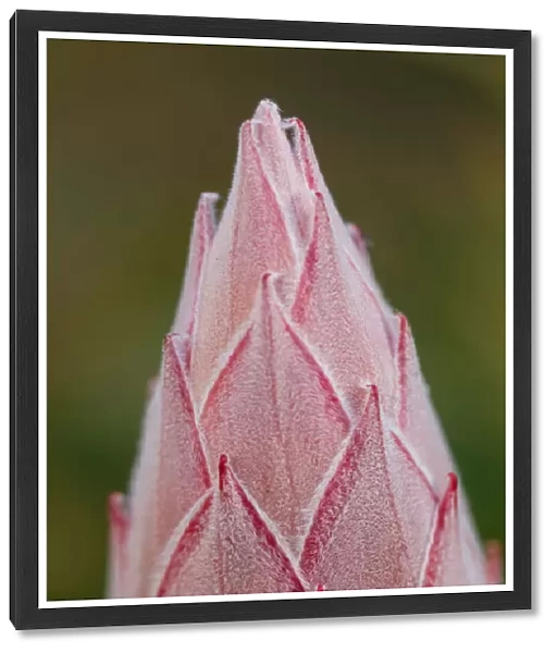 Close-up of a Closed Protea Flower