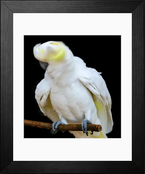 Framed Print : Sulphur Crested Cockatoo Head Shake