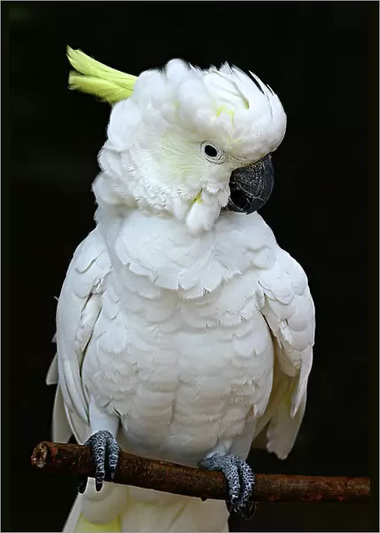 Sulphur crested cockatoo perched on a twig