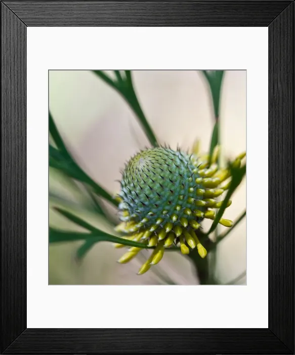 Framed Print : Narrow leafed Drumstick Framed Print : Narrow leafed Drumstick
