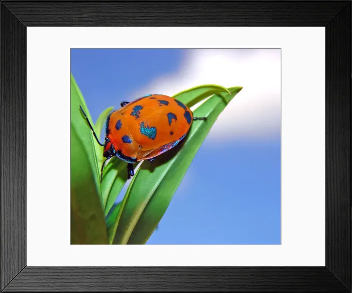 Framed Print : Harlequin Bug on a leaf with the sky in the backgr