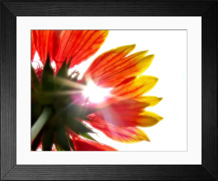 Framed Print : Looking up at the sun through flower petals Framed Print : Looking up at the sun through flower petals