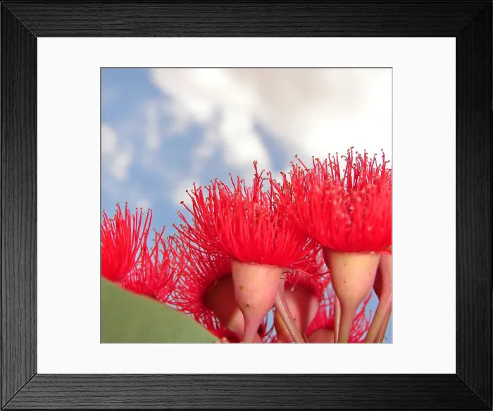 Framed Print : Red Gum Blossoms Framed Print : Red Gum Blossoms