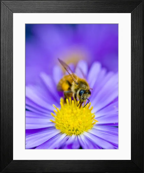 Framed Print : Busy as a bee Framed Print : Busy as a bee