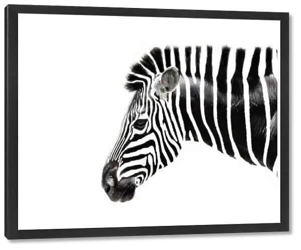 Zebra on white background with white stripes but out as well, black and white image
