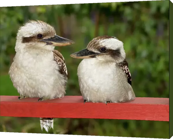 Kookaburra Couple