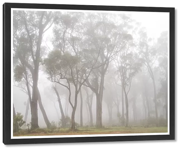 Gum trees in the fog