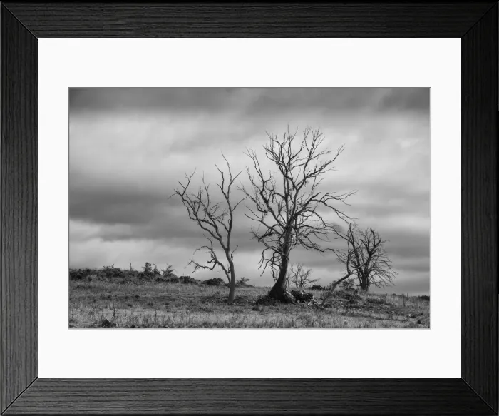 Framed Print : Spooky dying trees on the countryside Framed Print : Spooky dying trees on the countryside