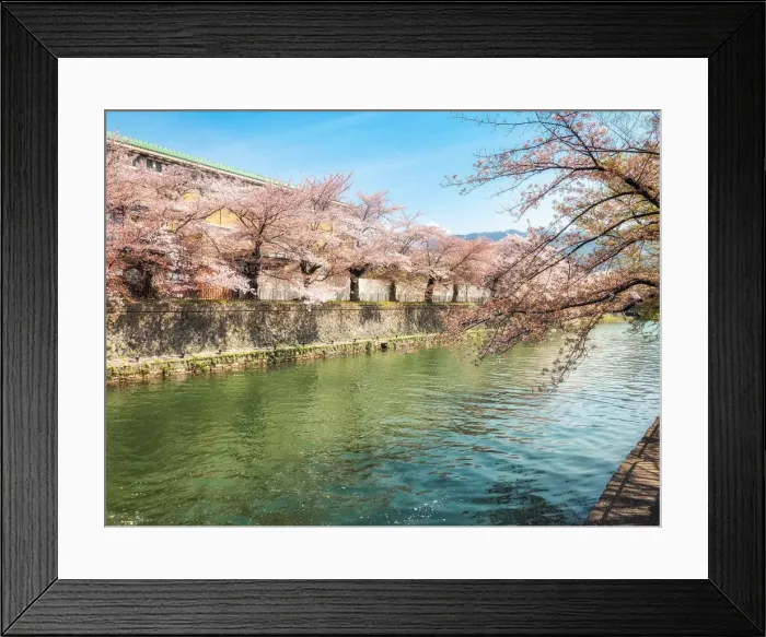 Framed Print : Cherry blossom on the riverside in Kyoto