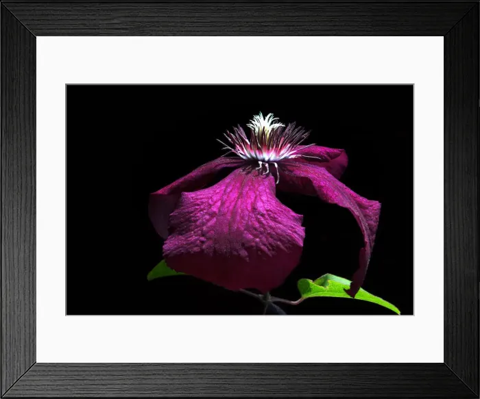 Framed Print : Purple clematis flower Framed Print : Purple clematis flower
