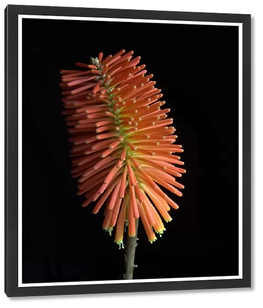 Torch Lily Flower
