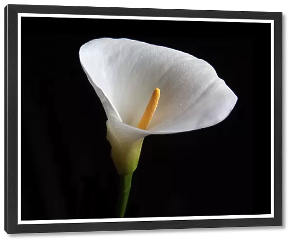 Arum Lily. Flowers, 546422707