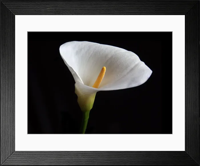 Framed Print : Arum Lily. Flowers, 546422707 Framed Print : Arum Lily. Flowers, 546422707