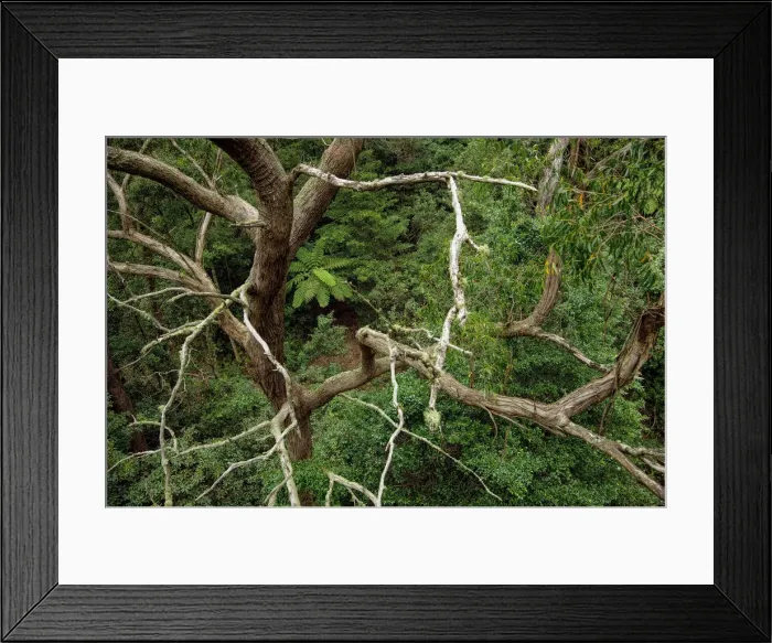 Framed Print : Birds view of an old tree, tree ferns and other plants in the warm temperate rainforest Framed Print : Birds view of an old tree, tree ferns and other plants in the warm temperate rainforest