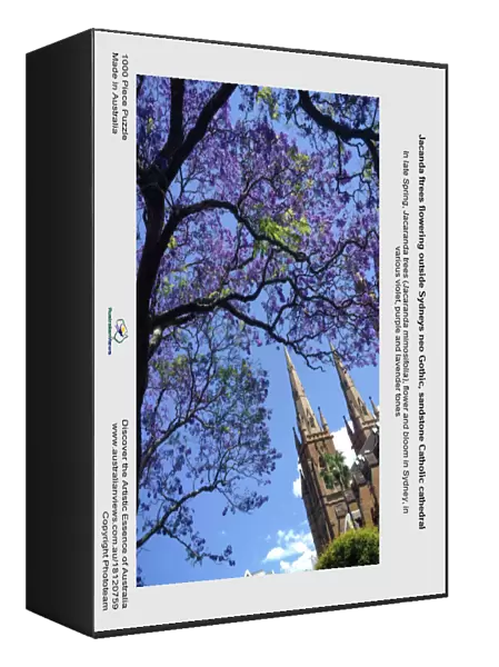 Jacanda ftrees flowering outside Sydneys neo Gothic, sandstone Catholic cathedral
