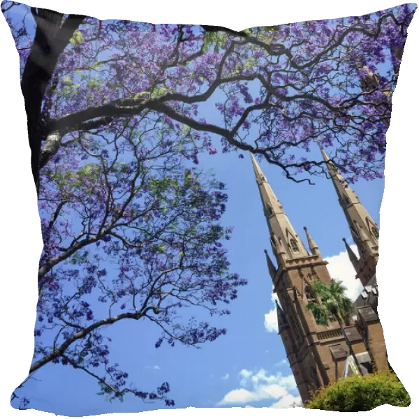 Jacanda ftrees flowering outside Sydneys neo Gothic, sandstone Catholic cathedral