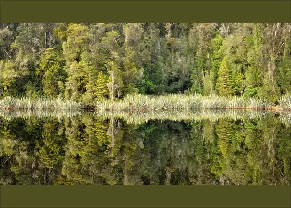 Lake Matheson Reflection