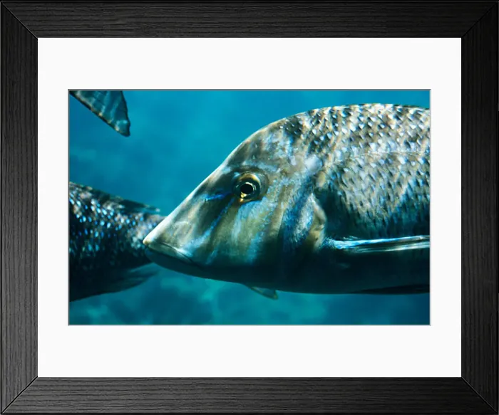 Framed Print : Australia, Close-Up, Nature, Ningaloo Reef, Nobody, Outdoors, Reef, Swimming, fish animal