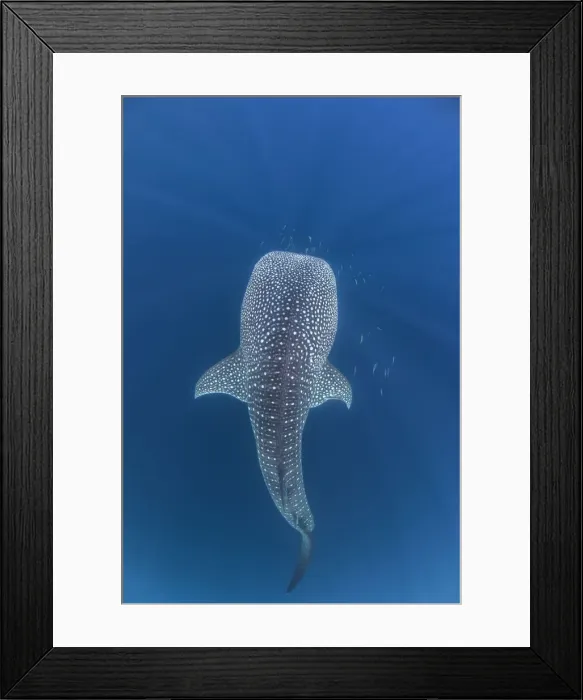 Framed Print : Whaleshark Swimming up Framed Print : Whaleshark Swimming up