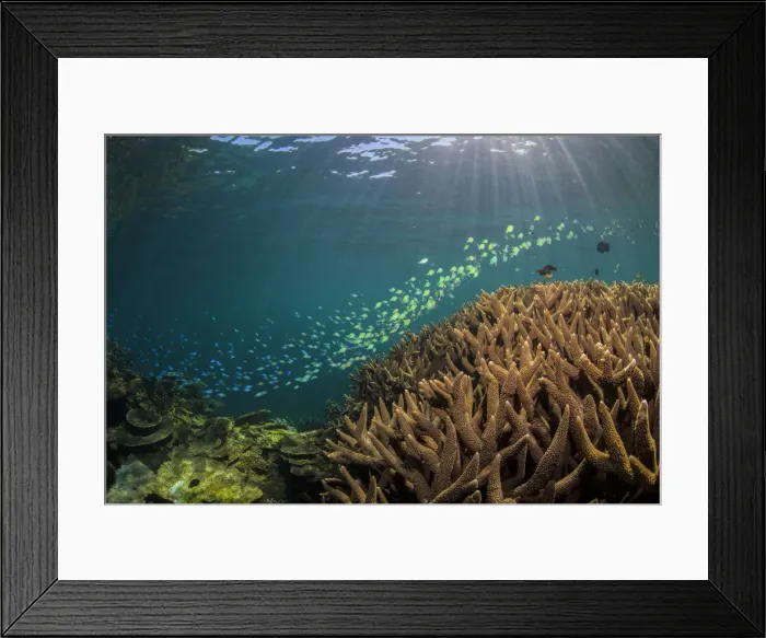 Framed Print : beautiful reef
