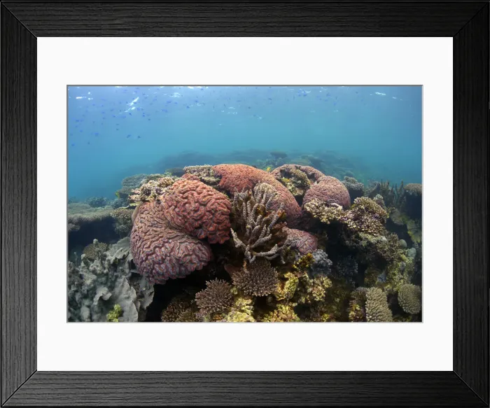 Framed Print : Red rock ningaloo