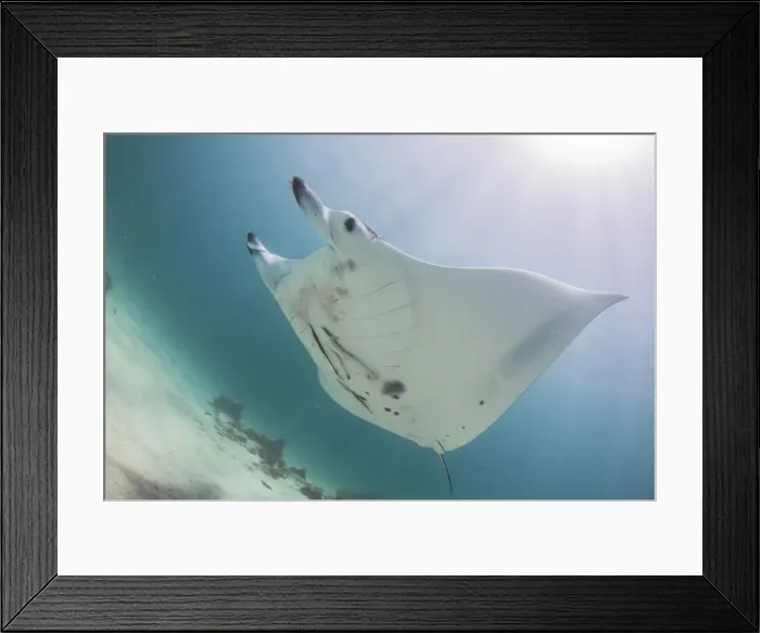 Framed Print : Bright manta Framed Print : Bright manta