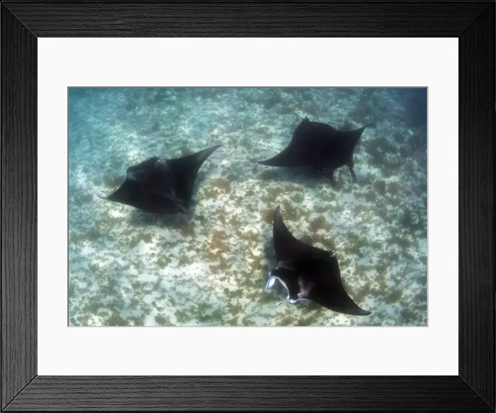 Framed Print : Manta madness Framed Print : Manta madness