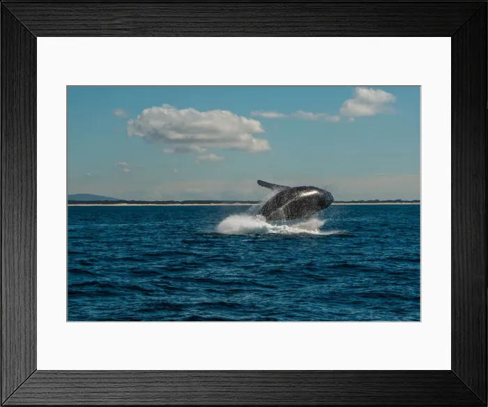 Framed Print : Humpback whales in the sunshine Framed Print : Humpback whales in the sunshine