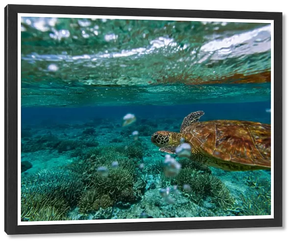 Swimming with green sea turtle