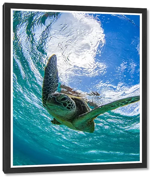 Green turtle swimming in a ocean