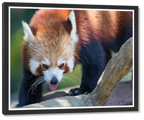 Red Panda. Beautiful Red Panda on a hot summers day