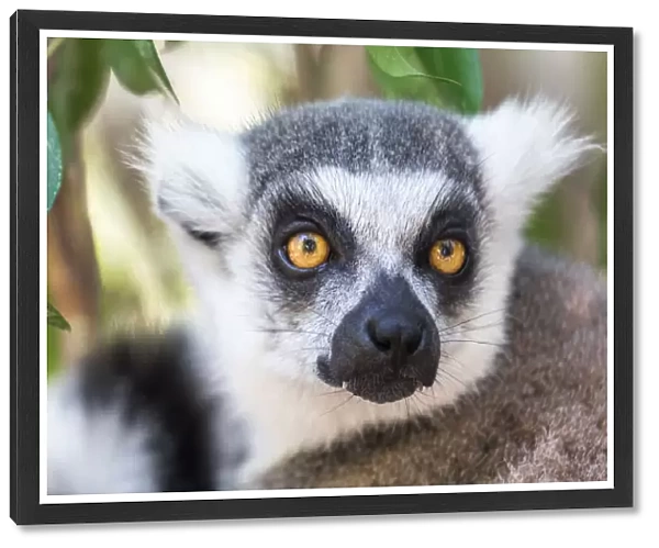 Lemurs in their natural environment