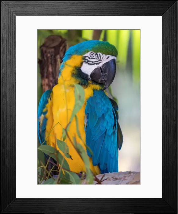 Framed Print : animals, sunshine coast, wildlife, blue macaw, feathers Framed Print : animals, sunshine coast, wildlife, blue macaw, feathers