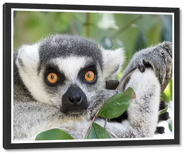 Lemurs in their natural environment