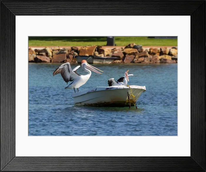 Framed Print : Pelicans at Sea Resting on a Boat
