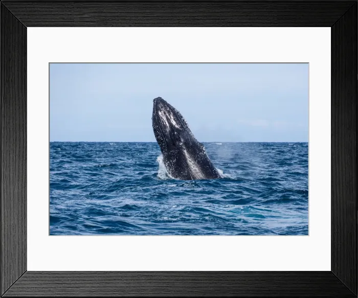Framed Print : Whale Playing and Splashing in the Ocean Framed Print : Whale Playing and Splashing in the Ocean