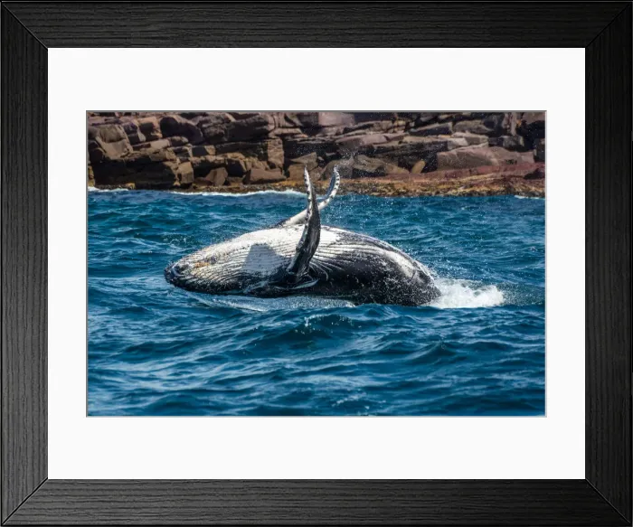 Framed Print : Whale Playing and Splashing in the Ocean Framed Print : Whale Playing and Splashing in the Ocean
