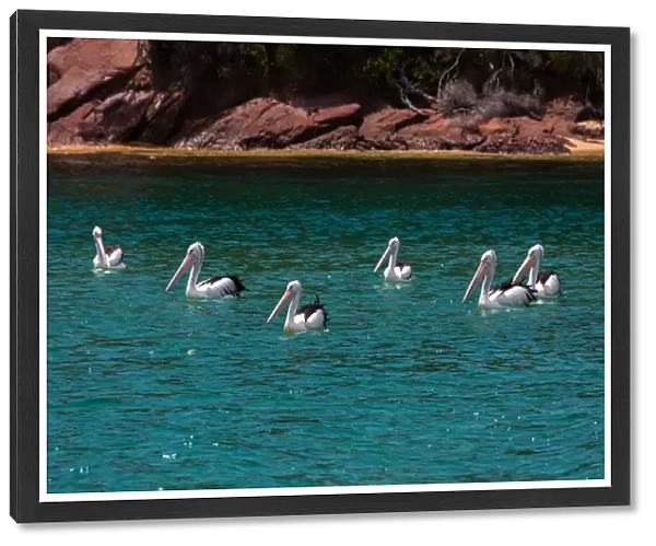 Pelicans at Sea