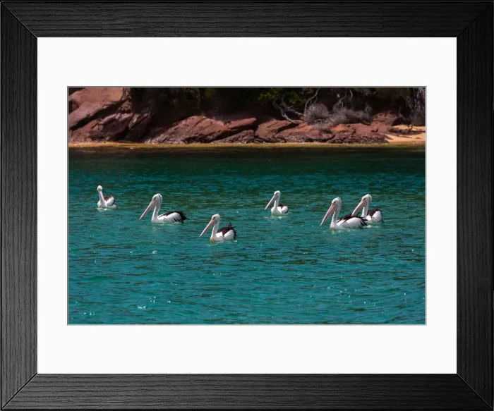 Framed Print : Pelicans at Sea